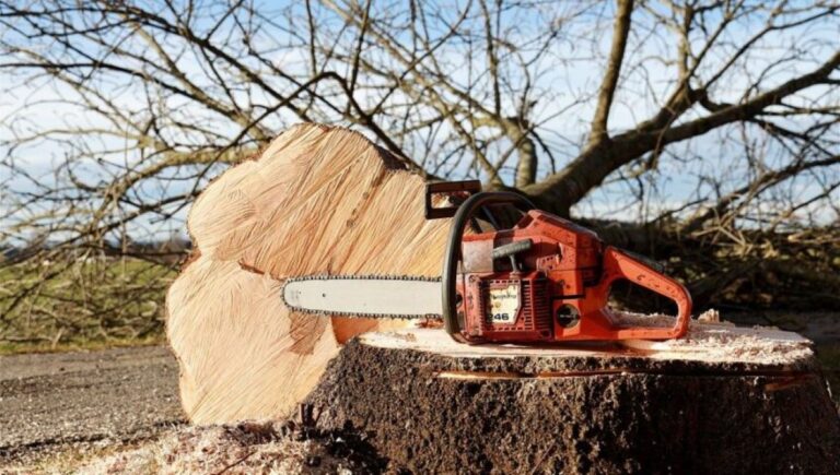 tree stump removal