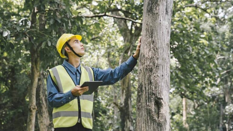 arborist sydney eastern suburbs