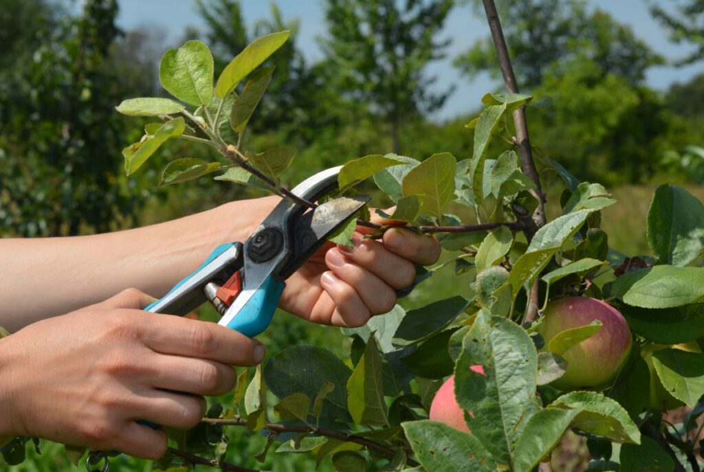 fruit tree pruning near me