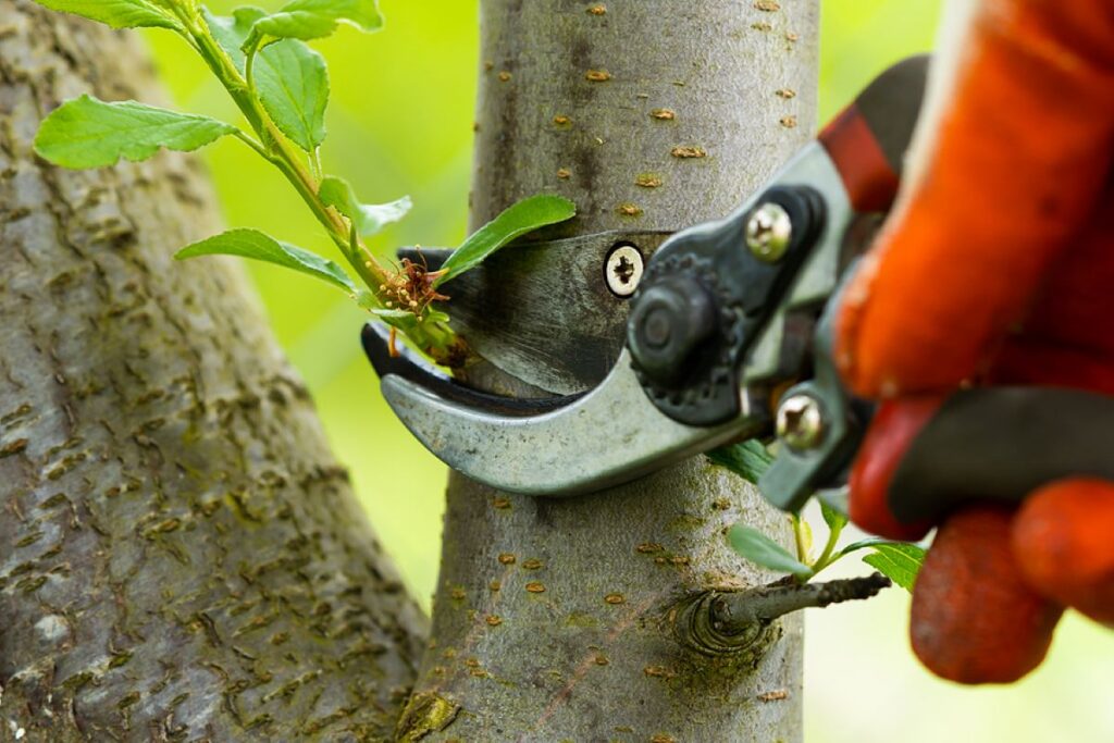 fruit tree pruning near me