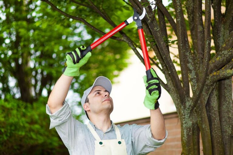 fruit tree pruning near me